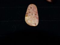 Leopard Jasper F1