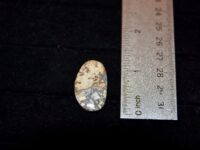 Maligano Jasper F8