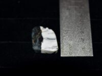 White Buffalo Turquoise F1