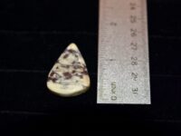 Gem Chalcedony F2